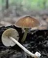 Pluteus thomsonii
