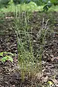 Iarbă albastră de pădure(Poa nemoralis)
