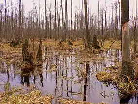 Mlaștini în Parcul Național Kampinoski

 Logo-ul parcului


Loc inclus în programul mondial al UNESCO„Omul și Biosfera” (MAB)