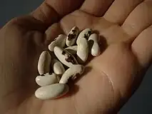 Fasole poloneză, cultivată ca act patriotic în secolul XIX pentru că pata maro din mijloc seamănă cu un vultur