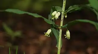 Pecetea lui Solomon(Polygonatum verticillatum)
