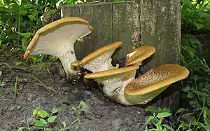 Polyporus squamosus
