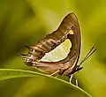 Common Nawab, Polyura athamas, a charaxine Nymphalid from India.