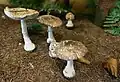 !Amanita porphyria!