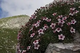 Trandafirul de Triglav(Potentilla nitida)