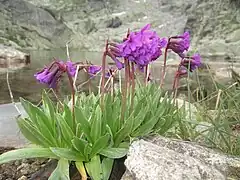 Primulă de Rila(Primula deorum)
