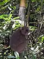 Prolemur simusLemuridae