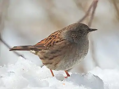 În Brașov, România