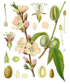Prunus dulcis (Mill.) D.A.Webb var. amara