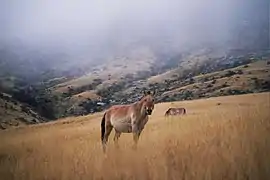 Calul lui Przewalski