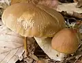 Psathyrella candolleana