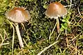 Psathyrella gracilis sin. Psathyrella corrugis
