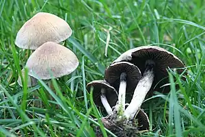 Lacrymaria lacrymabunda (Psathyrellaceae)