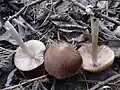 Psathyrella spadiceogrisea