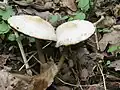 Psathyrella spadiceogrisea