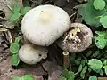 Psathyrella candolleana
