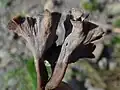 Craterellus sinuosus
