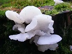 Pseudohydnum gelatinosum