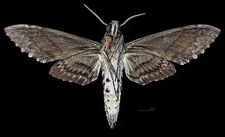 Pseudosphinx tetrio ♂   △