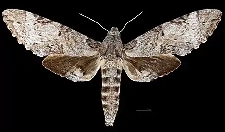 Pseudosphinx tetrio   ♀