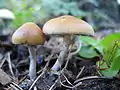 Psilocybe allenii sin. Psilocybe cyanofriscosa