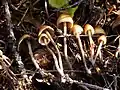 !!Psilocybe pelliculosa!!
