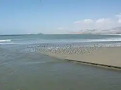 Păsări marine în Puerto Huarmey, Huarmey