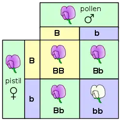 two by two table showing genetic crosses