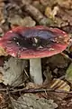 Russula atropurpurea