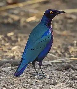 Lamprotornis purpureus