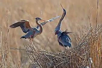 Stârc roşu (Ardea purpurea)
