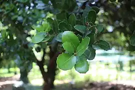 Stejar de carmaz(Quercus coccifera)