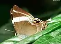 Tailed Judy,Abisara neophron