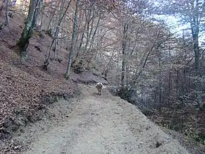 „Drumul” spre Dealu Geoagiului