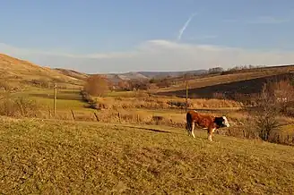 Fânațele Silivașului (împrejurimi)