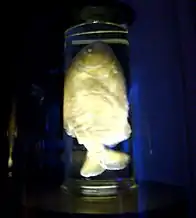 Pirania roșie (Venezuela)