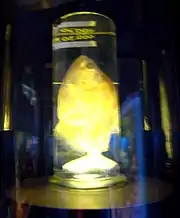 Pirania albă (Amazon)