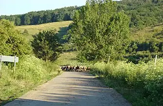 Drumul din Diviciorii Mari