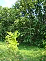 Licurici de Sus, pădurea de la marginea satului
