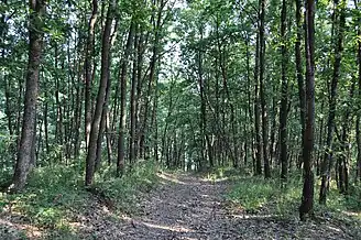 Licurici de Sus, pădurea de la marginea satului