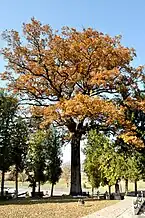 Gorunul lui Avram Iancu de la Țebea