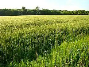 Búzaháza - Casa grâului