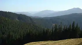 Codrul secular Giumalău, foto: octombrie 2014.