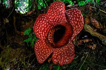 Rafflesia gadutensis