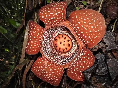 Rafflesia lagascae