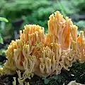 Ramaria aurea