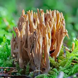 !Ramaria flaccida!