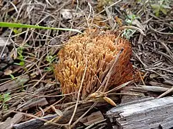 Ramaria flavescens