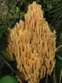 !!Ramaria formosa!!