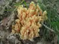 !!Ramaria formosa!!